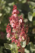 Bladderdock, Sturt national park, New South Wales, Australia (Rumex vesicarius)