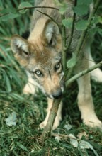 Gray wolfboy(Canis lupus)