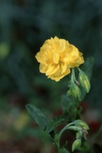 Rock-rose (Helianthemum hybride)