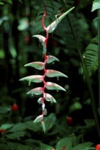 Lobster Claw (Heliconia caribaea)