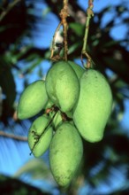 Mango (Mangifera indica) fruits on tree