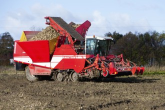 Sugar beet harvesting, sugar beet, harvester, harvester, Sealand, Denmark, Europe