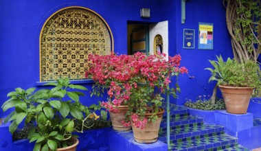 Morocco, Jardin Majorelle Botanical Garden in Marrakech, Africa