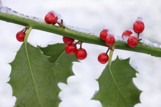 Holly (Ilex aquifolium) red berries and leaves in the snow in winter