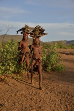 Himba women gathering wood, Ombombo, Kaokoland, Kunene, Namibia, Africa