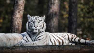 White tiger (Panthera tigris), resting, colour mutation, leucism, captive, Safaripark, Safariland