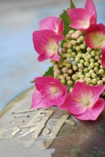 Hydrangea, flowers on stone, with characters (Hydrangea macrophylla)