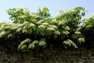 Mountain hydrangea (Hydrangea serrata)