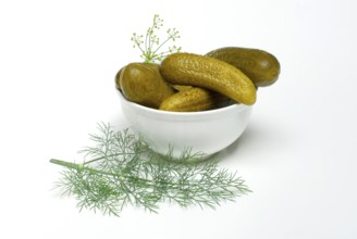 Gherkins in shell, with Dill (Anethum graveolens) (Cucumis spec.) , pickled gherkin, cucumber,