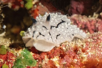 Extreme close-up frontal view of nudibranch marine snail warty snail (Phyllidiidae) crawling pber