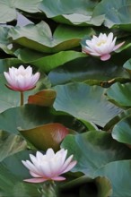 Water lily pond in late summer, water lilies (Nymphaea), Saxony, Germany, Europe