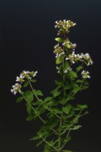 Oregano (Origanum vulgare), true dost, labiates family, used as a spice plant and medicinal herb