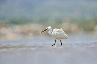 Little egret (Egretta garzetta) walking at the shore, hunting, sea, ebro delta, Catalonia, Spain,