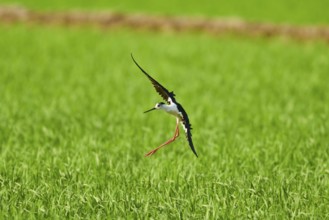 Black-winged stilt (Himantopus himantopus) landing in a paddy field, ebro delta, Catalonia, Spain,