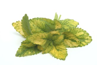 Yellow lemon balm (Melissa officinalis) or melissa, family of the labiates, the foliage leaves,