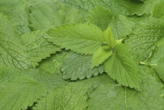 Lemon balm (Melissa officinalis) or melissa, family of the labiates, the foliage leaves, Melissae