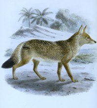 African golden wolf (Canis anthus), Historic, digitally restored reproduction of an original from