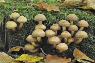 Brick cap (Hypholoma lateritium) Brick Top, Brick Tuft mushrooms