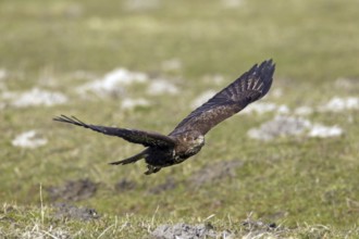 Common buzzard (Buteo buteo) flying over grassland