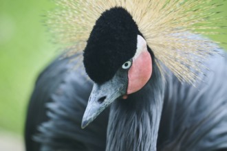 Black crowned crane (Balearica pavonina), portrait, Spain, Europe