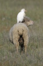 Cattle Egret (Bubulcus ibis) on Meriono Sheep, Alentejo, Portugal, heron, Europe