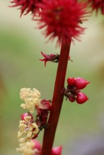 Castor oil plant, Christ palm, Castor oil plant (Ricinus communis)