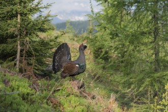 Western capercaillie (Tetrao urogallus) courting, Kalkalpen National Park, Upper Austria, Austria,