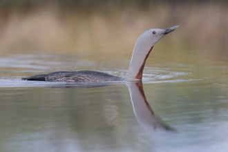 Red-throated diver (Gavia stellata) swims in the water, Dalarna, Sweden, Europe