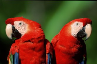 Scarlet macaw (Ara macao)