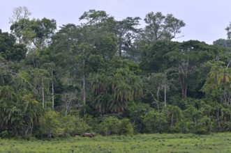 African Forest Elephant (Loxodonta cyclotis), Ndangaye clearing, South West Region, Cameroon,