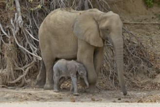 African elephant (Loxodonta africana), female desert elephant with young standing in the dry