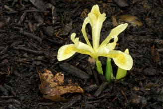 Iris (Iris winogradowii)