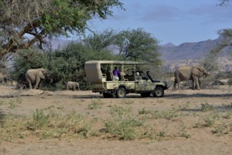 Tourists observing desert elephants, African elephants (Loxodonta africana), dry riverbed of the