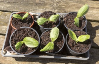 Courgette zucchini seedlings growing in pots