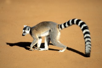 Crown sifaka, Madagascar, Coquerels crown sifaka, Prophitecus verreauxi coquereli, Madagascar,