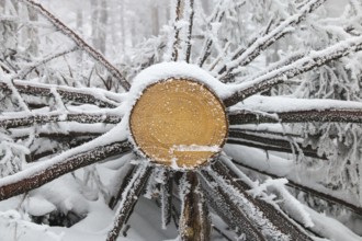 Felled tree in winter, Harz Mountains, Saxony-Anhalt, Germany, Europe