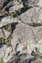 Texture of a boulder with moss and lichen