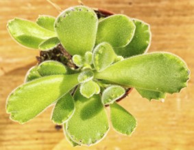 Beautiful little plant, succulent in a small flower pot. on the wooden background