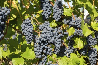 Ripe Dornfelder grapes in the Palatinate. The 2023 vintage is exceptionally good
