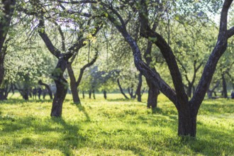 Blooming apple trees in spring park