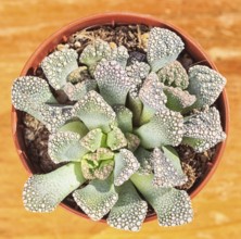 Beautiful little plant, succulent in a small flower pot. on the wooden background