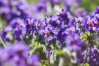 Blooming geraniums in the garden in summer