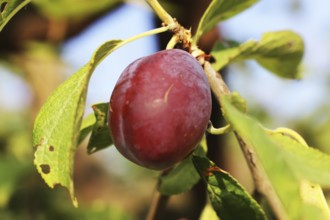 Ripe plums on the tree