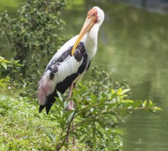 Marabou at the zoo in malaysia