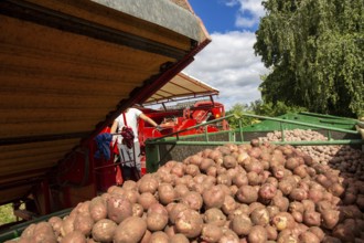 Agriculture harvest of industrial potatoes in the Palatinate. In contrast to table potatoes, these