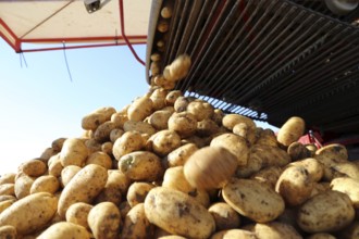 Agriculture potato harvesting with harvester (Mutterstadt, Rhineland-Palatinate)