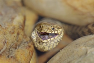 Dice snake (Natrix tessellata) with preyed fish, Provence, southern France