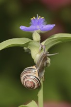 Grove snail (Cepaea nemoralis) on garden three-master flower (Tradescantia andersoniana), flower,