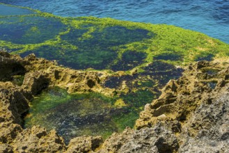 Devils Tears bay on the holiday island of Nusa Lembongan, green, colourful, algae formation,