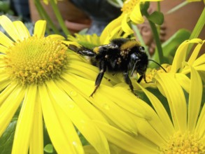 Queen bumblebee large earth bumblebee (Bombus terrestris) forages for nectar pollen on yellow daisy